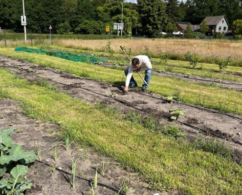 moestuin-1