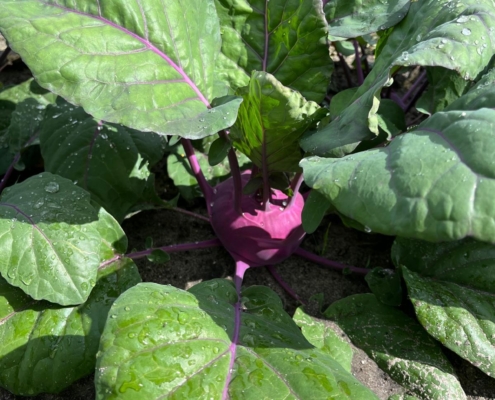 moestuin-2