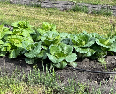 moestuin-3