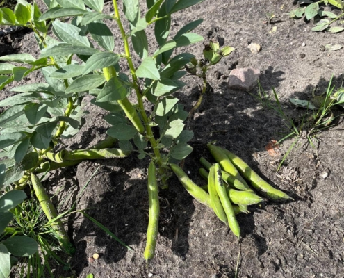 moestuin-4